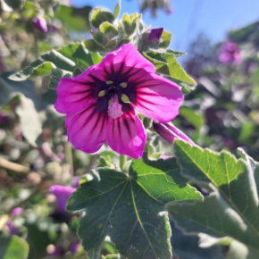 La Malva Ostia Antica